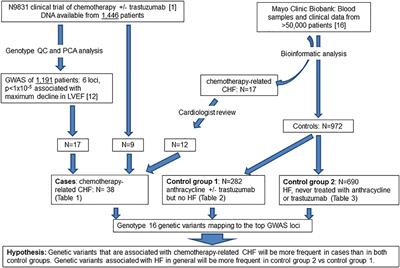 Association of Genetic Variants at TRPC6 With Chemotherapy-Related Heart Failure